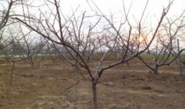 桃树夏季修剪技术视频