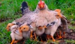 鸡鸡视频,揭秘动物世界的趣味瞬间